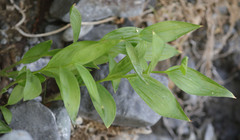 Epipactis gigantea
