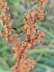 Rumex stenophyllus