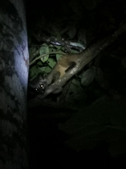 Paradoxurus hermaphroditus