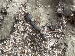 Harpegnathos venator