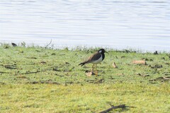 Vanellus indicus