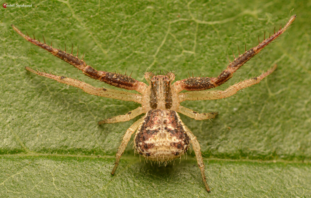 Heriaeus zanii