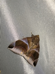 Dysgonia purpurata