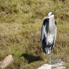 Ardea herodias