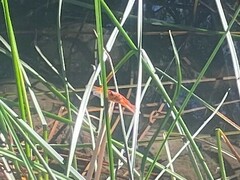 Libellula saturata