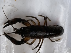 Decapoda