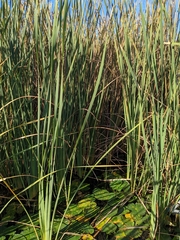Equisetum hyemale