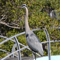 Ardea herodias