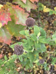 Pycnanthemum muticum