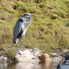 Ardea herodias