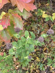 Pycnanthemum muticum
