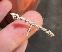 Amblyptilia pica