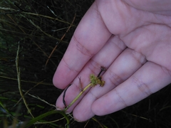 Aceria chondrillae