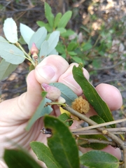 Heteroecus sanctaeclarae