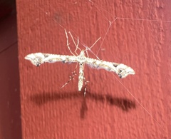 Amblyptilia pica