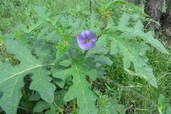 Solanum cinereum