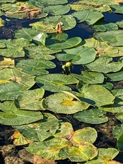Nuphar advena