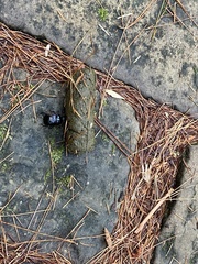 Phelotrupes formosanus