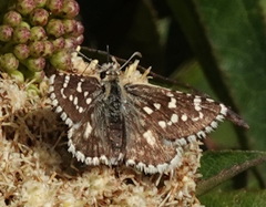 Burnsius titicaca