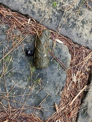 Phelotrupes formosanus