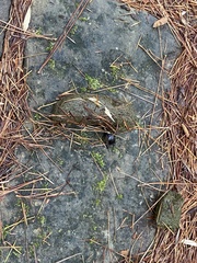 Phelotrupes formosanus