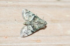Macalla glastianalis