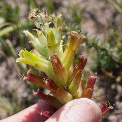 Lachenalia orchioides