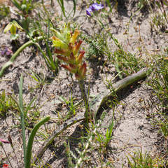 Lachenalia orchioides
