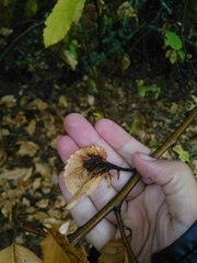 Dryocosmus kuriphilus