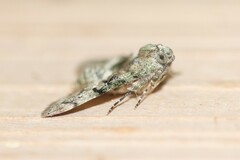 Macalla glastianalis