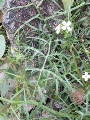Erucaria hispanica