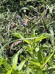 Salvia farinacea