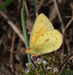 Colias euxanthe
