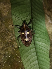 Dalpada oculata