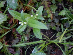 Capsella bursa-pastoris
