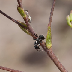 Camponotus niveosetosus