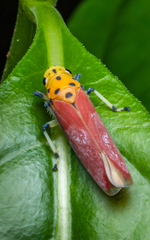 Bothrogonia ferruginea
