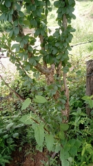 Fouquieriaceae