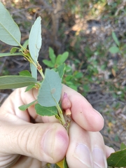 Heteroecus sanctaeclarae