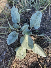 Nyctaginia capitata