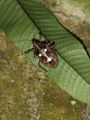 Dalpada oculata