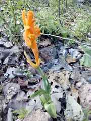 Dichromanthus aurantiacus