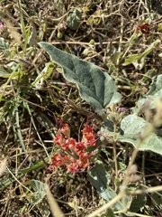 Nyctaginia capitata