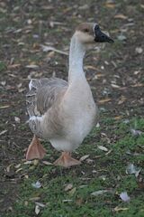 Anser cygnoides