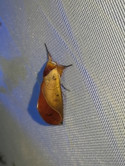 Hemiceras longipennis