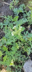 Parthenium hysterophorus