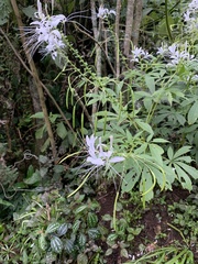 Cleome