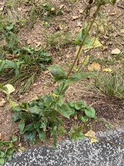 Penstemon