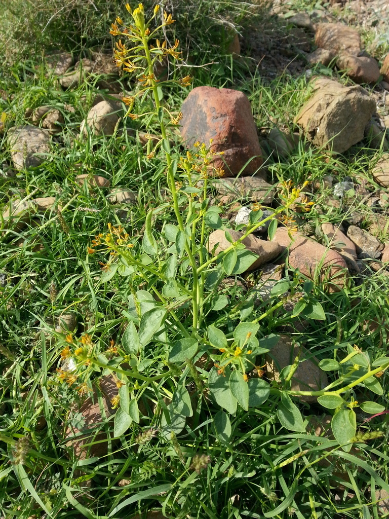 Cleome rupicola (Cleome rupicola)