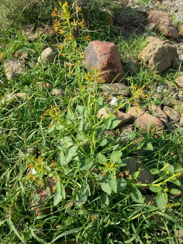 Cleome rupicola (Cleome rupicola)